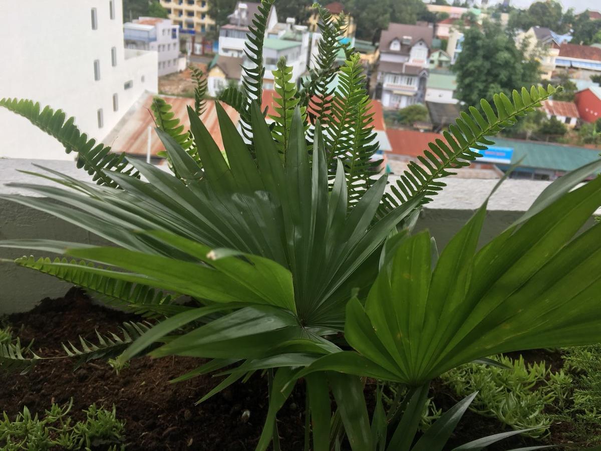 Ivy Hotel Dalat Luaran gambar